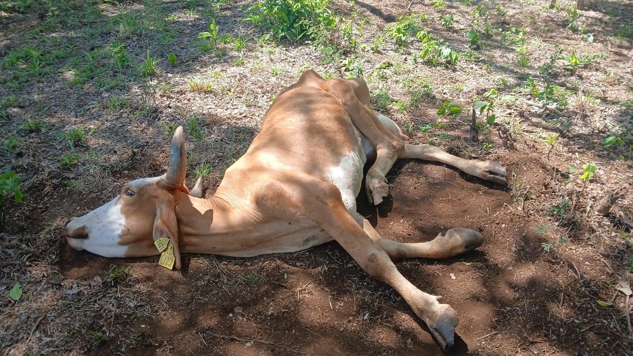 La sequía extrema deja animales moribundos en zonas donde escasean el agua y el alimento.