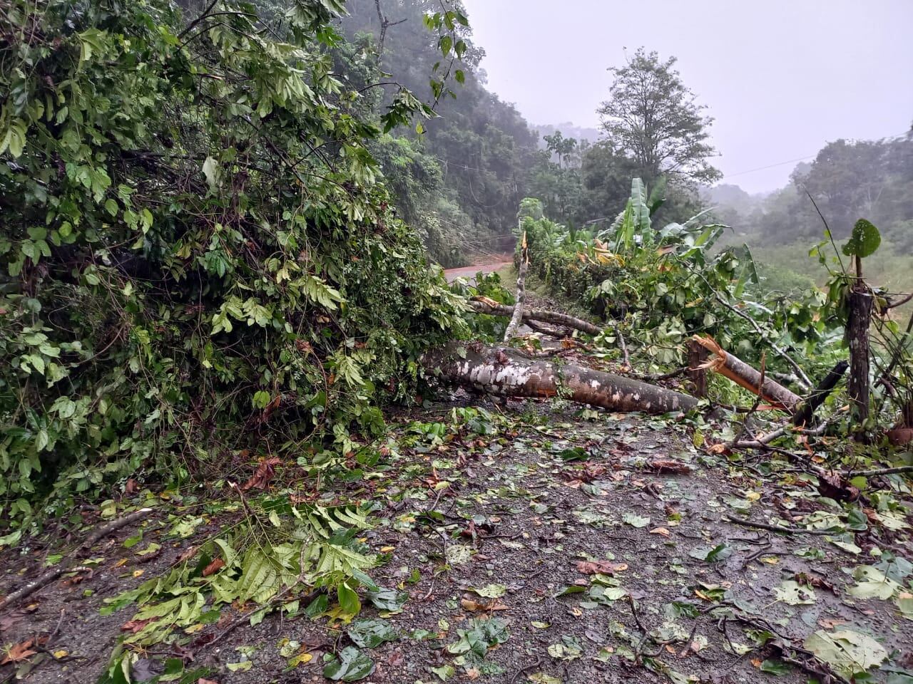 En Drake de Osa este jueves las calles amanecieron llenas de árboles y material en varios sectores por las torrenciales lluvias focalizadas. Foto: Colosal Informa.