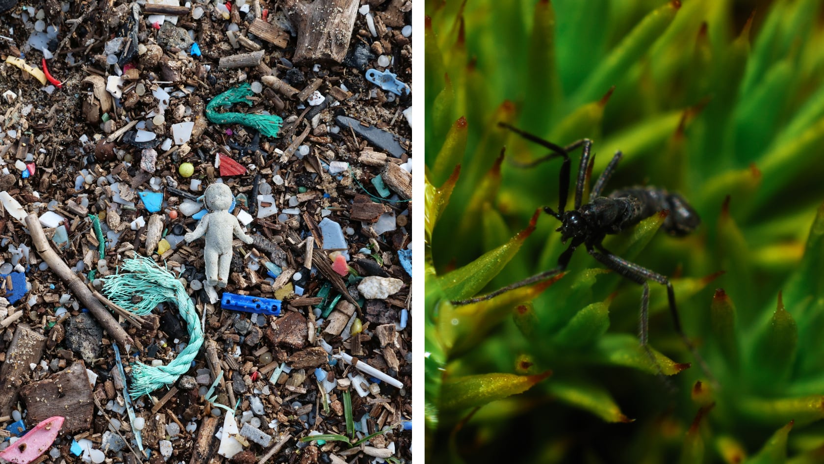 Investigación internacional confirma que partículas plásticas ya ingresan al ecosistema del suelo antártico y afectan a su único insecto nativo.