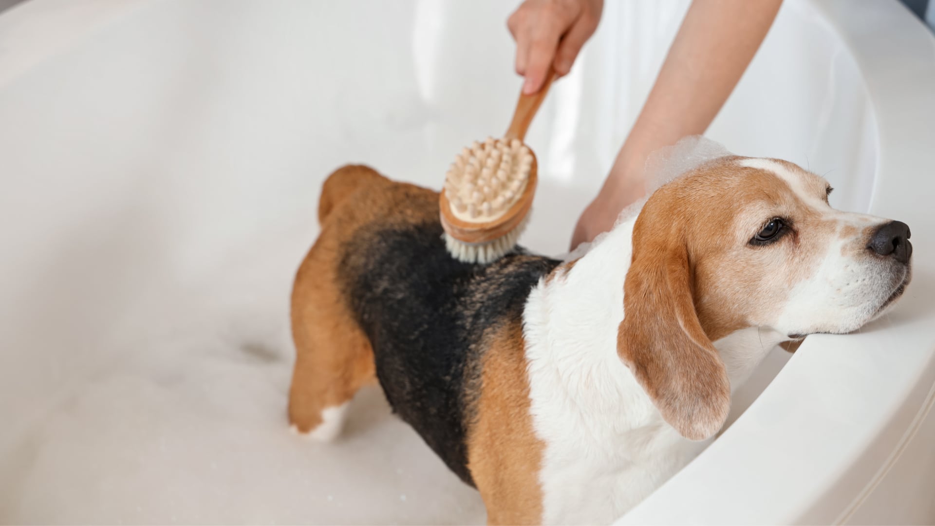 Especialistas advierten que bañar a un perro en exceso afecta su piel. La recomendación general es un baño cada cuatro a seis semanas.