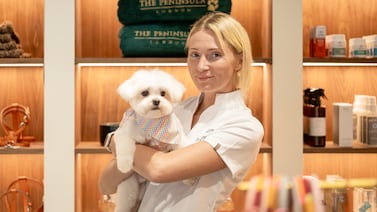 Hotel de lujo abre exclusivo salón de belleza para perros y redefine el turismo con mascotas