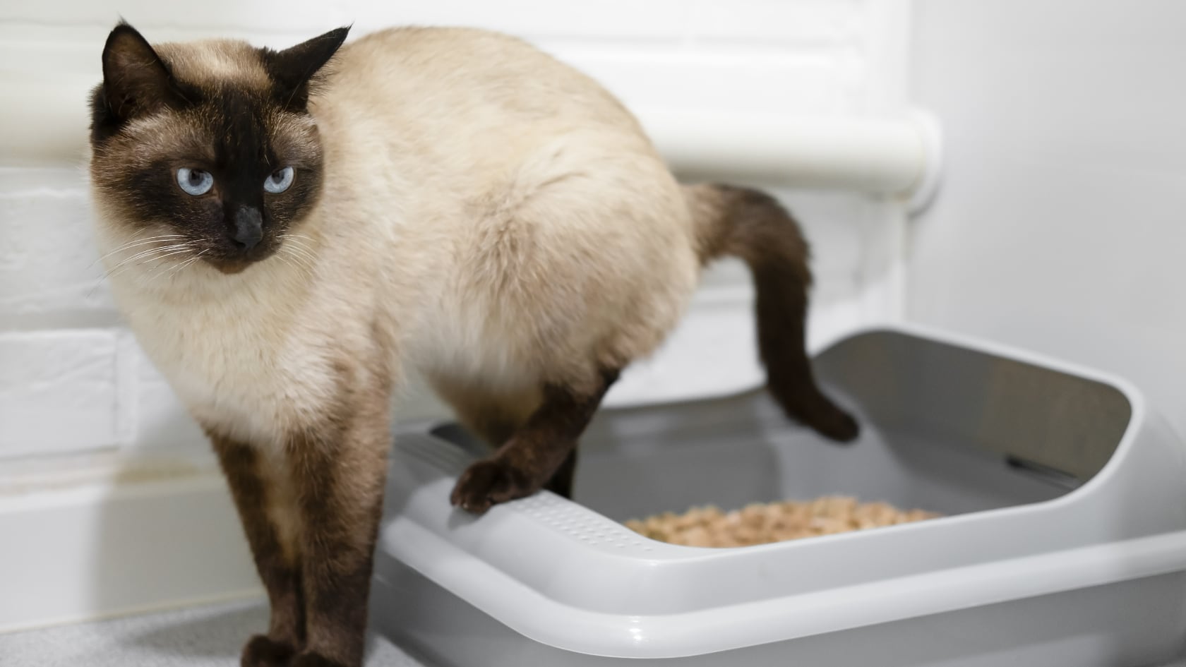 Consejos clave para quitar el olor a orina de gato del hogar y prevenir nuevos episodios.