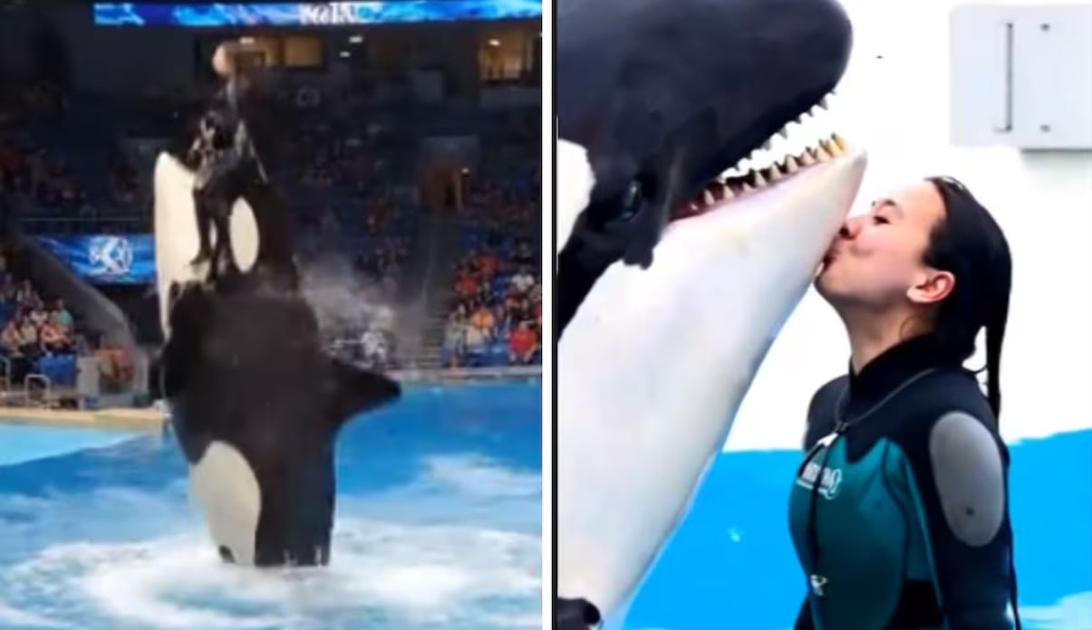 Orca Jessica Radcliffe