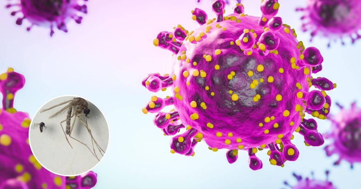 Composición fotográfica. En un recuadro, los insectos que transmiten Oropouche, de fondo, en grande, el virus que causa la enfermedad.