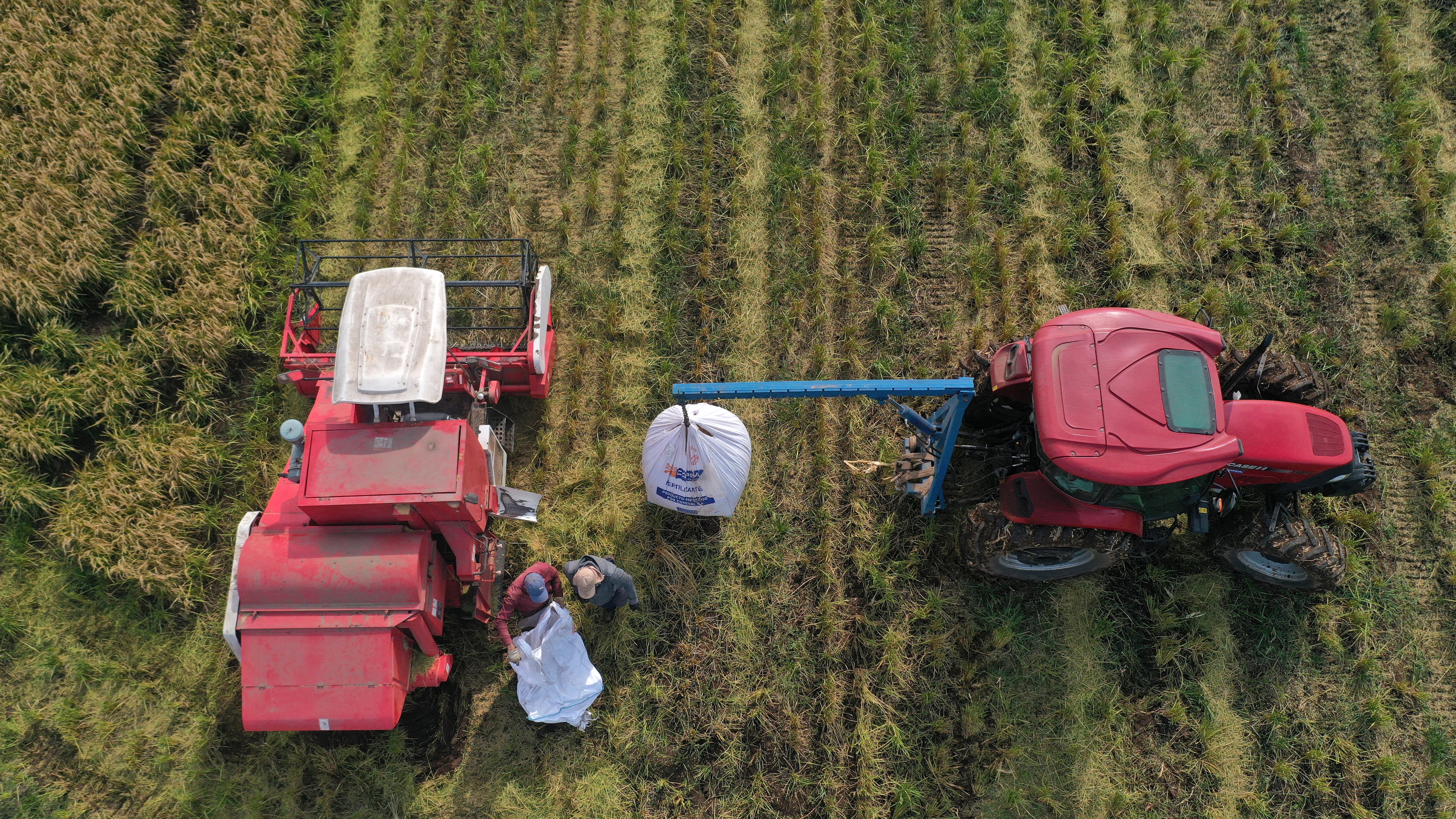 Vista aérea de trabajadores cosechando arroz en Ñiquén, región de Ñuble, Chile, el 9 de abril de 2025. Ante la histórica sequía que afecta a Chile desde hace unos quince años debido al cambio climático, la científica Karla Cordero, del Instituto Nacional de Investigaciones Agropecuarias (INIA), ha desarrollado una nueva variedad de arroz resultado del cruce entre una semilla chilena y otra de origen ruso, mejor adaptada a climas fríos y secos. (Foto de RAUL BRAVO / AFP)