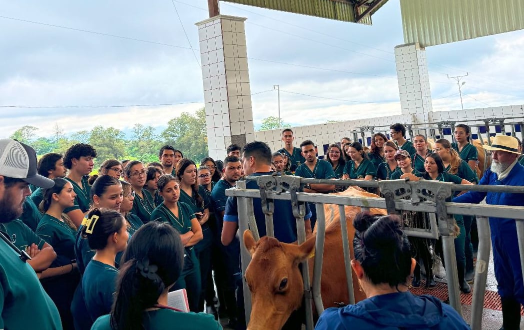 Raza de ganado Beefmaster