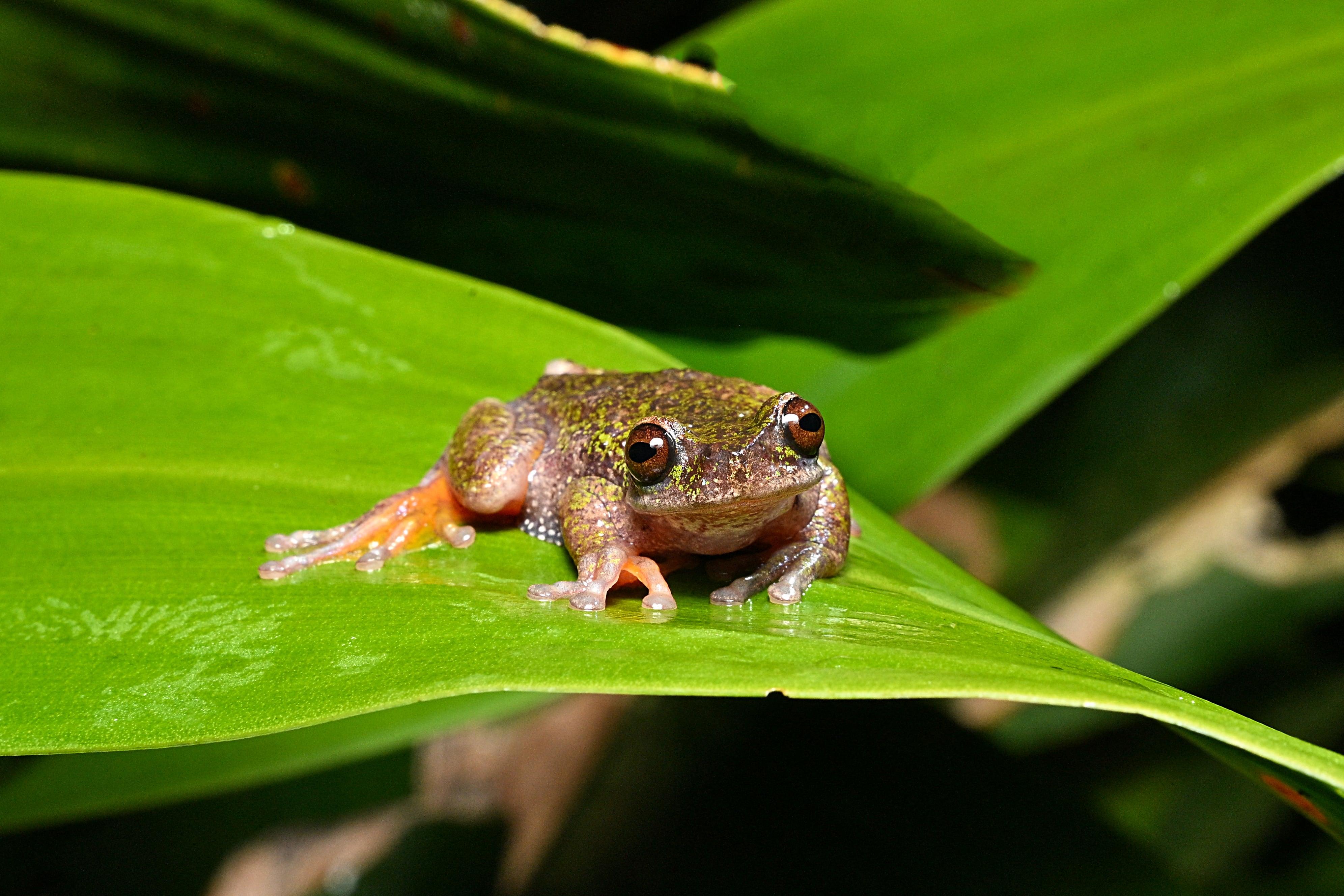 View of a "Rana de las nacientes" (Isthmohyla nacientes), a newly discovered frog species, in San Jose, Costa Rica, on August 6, 2026. (Photo by Ezequiel BECERRA / AFP)