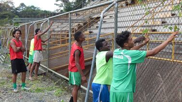 Liceo limonense inicia otro año de precarismo