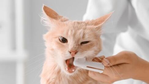 Limpiezas dentales para mascotas