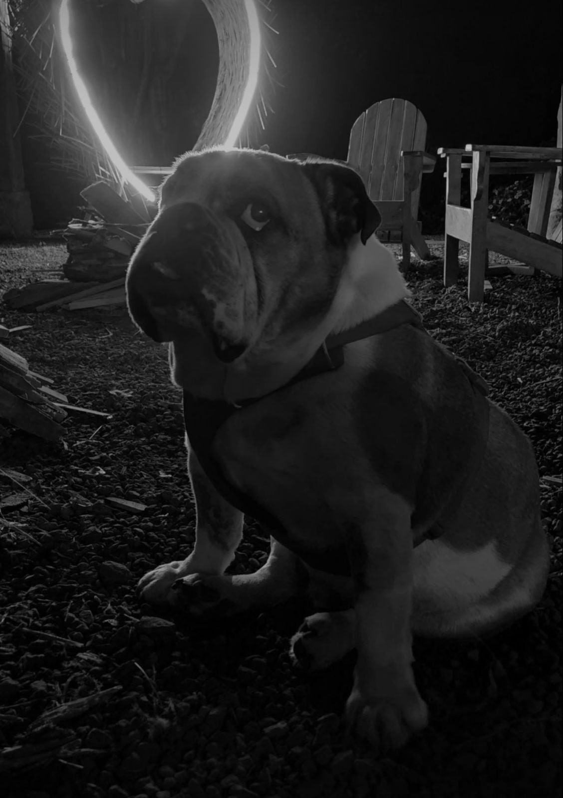 El comediante compartió recuerdos y fotografías para rendir homenaje al vínculo que lo unió a su perro durante años.