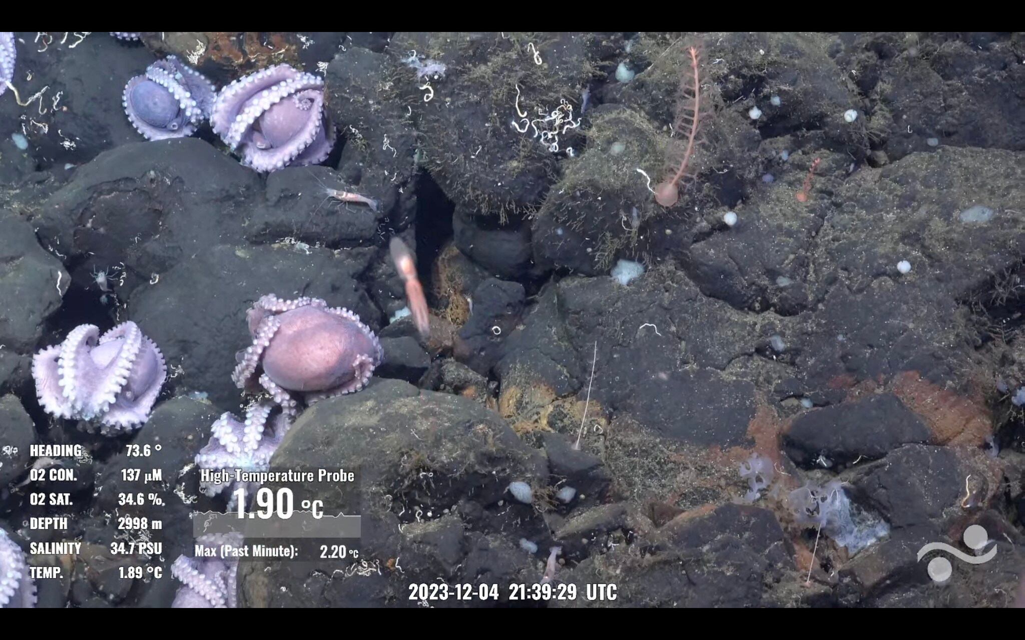 Pulpos bebés en "La Pulpería".
Fotografía tomada del Facebook del Schmidt Ocean Institute