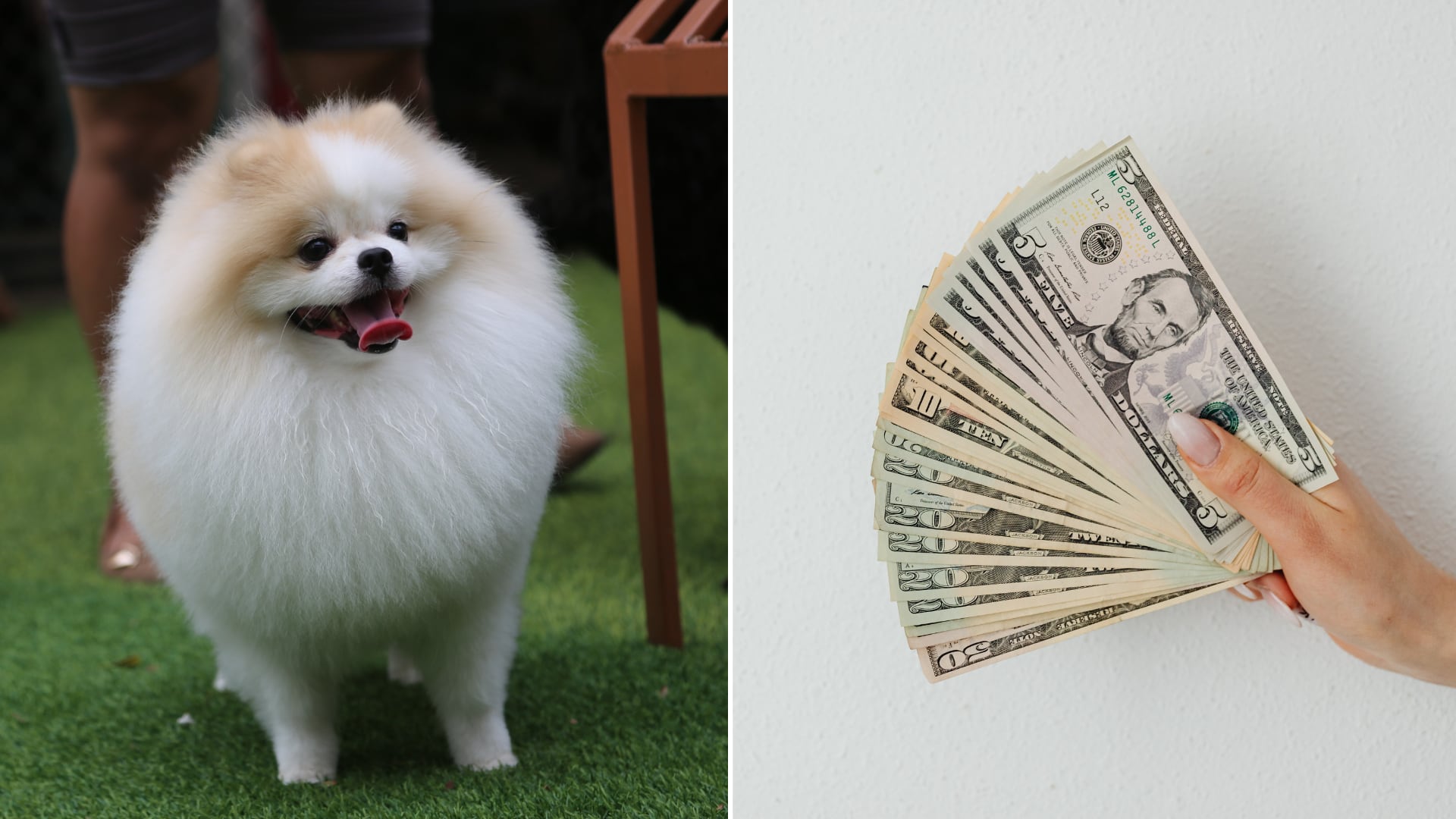 Vacante para cuidar un perro en Reino Unido ofreció salario alto y vivienda incluida. Miles aplicaron y el proceso se cerró rápidamente.