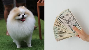 Salario de hasta $81.000 al año por cuidar un perro: la exclusiva oferta que colapsó solicitudes en Reino Unido