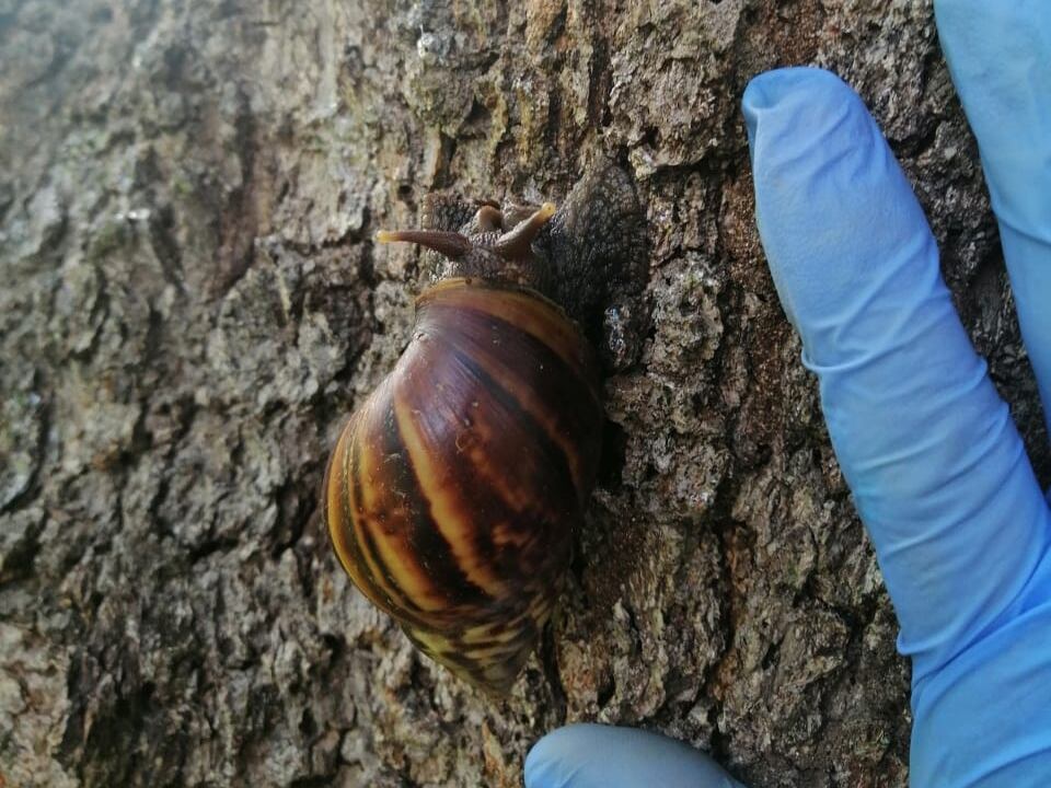 El color de la concha y el tamaño del caracol gigante africano lo vuelven atractivo a las personas e incluso se conocen casos en otras naciones de su transporte como mascota. Las autoridades piden no hacerlo y reportar casos sospechosos. Foto: Cortesía