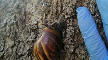 Caracol gigante africano fue visto en zonas residenciales ¿qué es y cómo podría afectarle a usted y su familia?