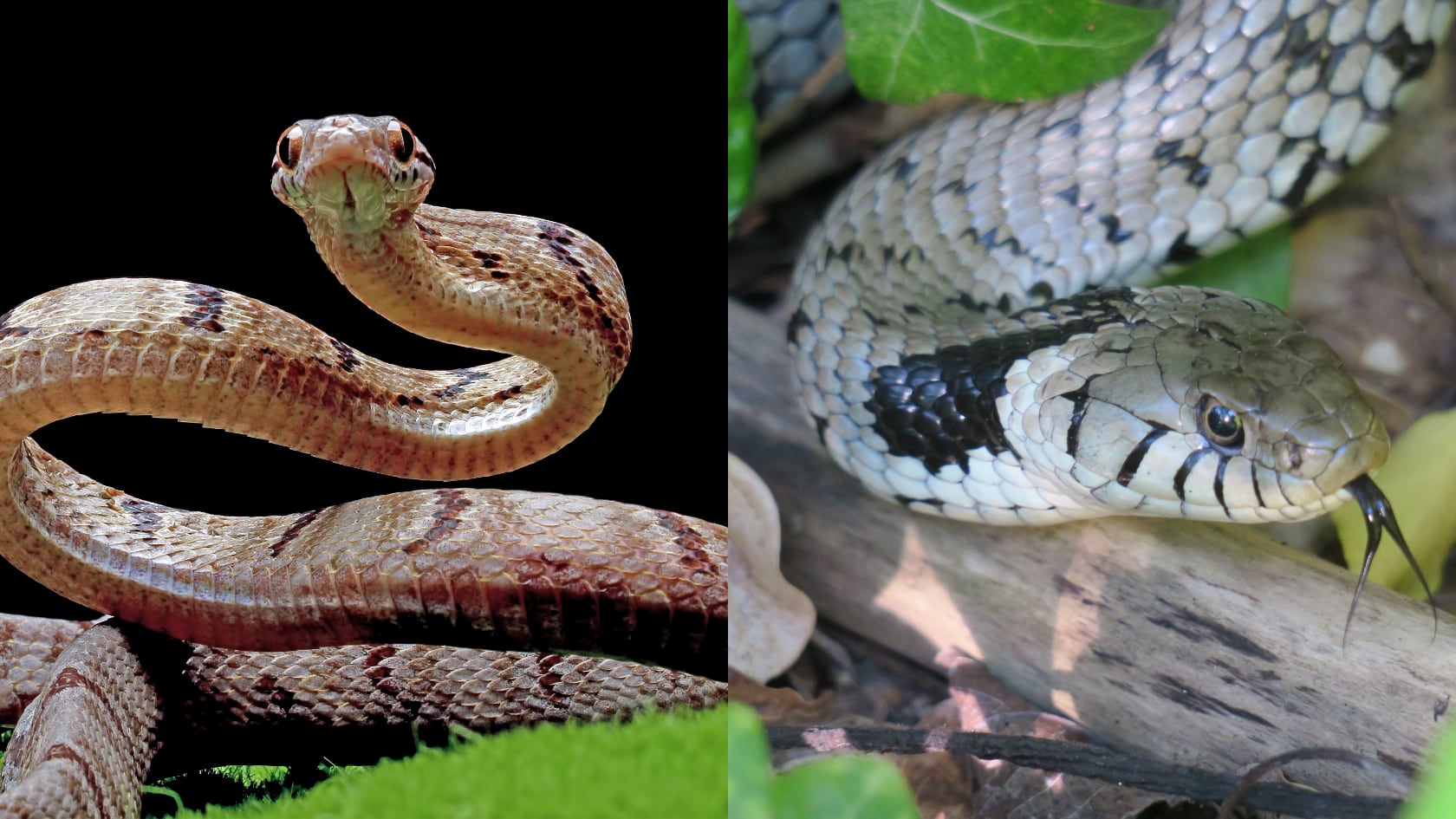 Texas lidera en número de especies y expertos descartan varios remedios caseros. La prevención se centra en limpieza y distancia.