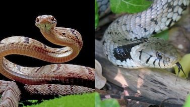 Temporada de serpientes en Estados Unidos: estas son las zonas con más especies y mayor actividad