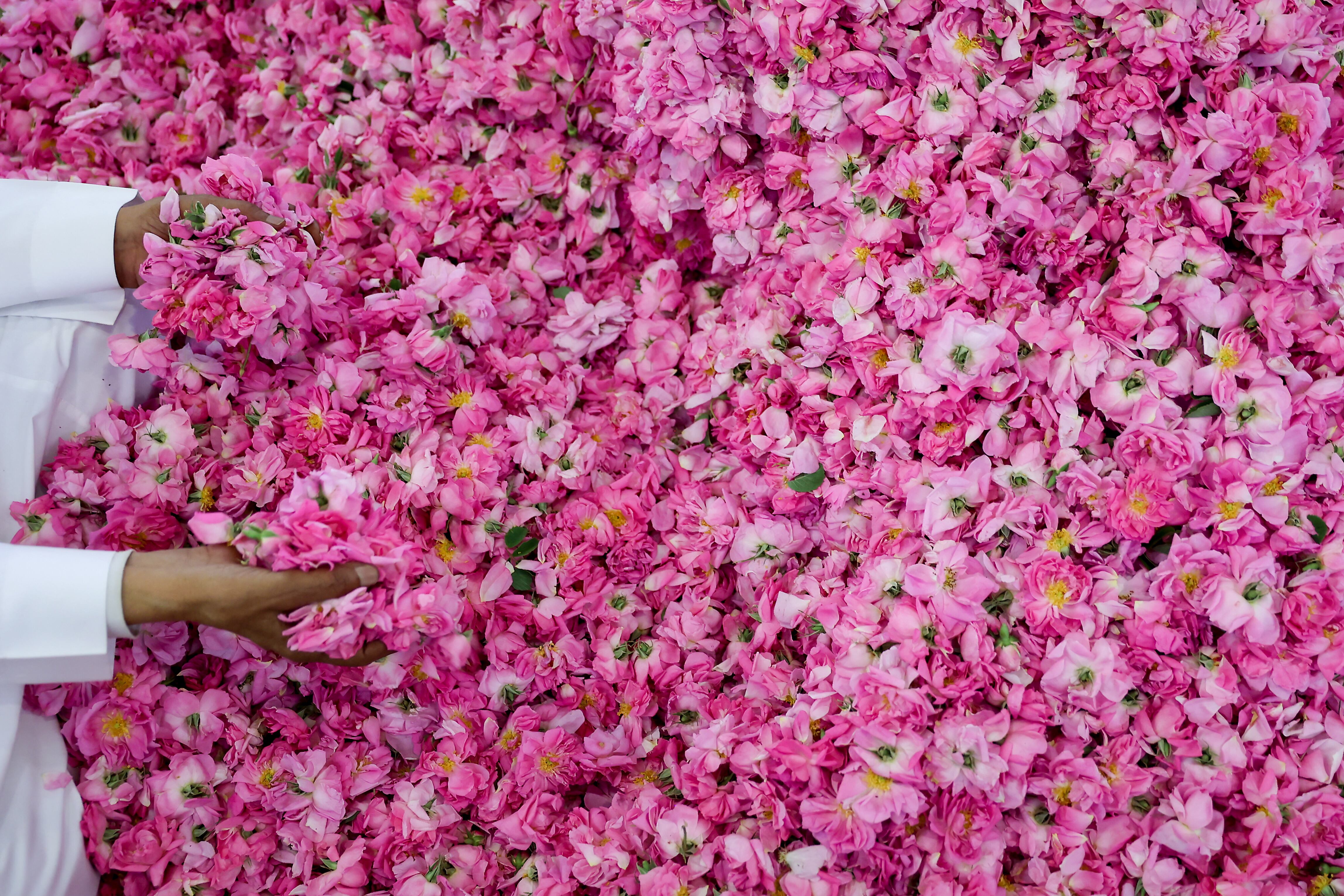 Cada primavera, las rosas florecen en Taif, transformando rincones del vasto paisaje desértico del reino en parches rosados y fragantes. Y durante un mes, en abril, producen aceite esencial que se utiliza en perfumes.