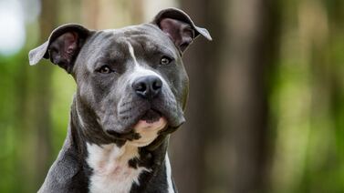 Hombre condenado a cárcel por envenenamiento de perros