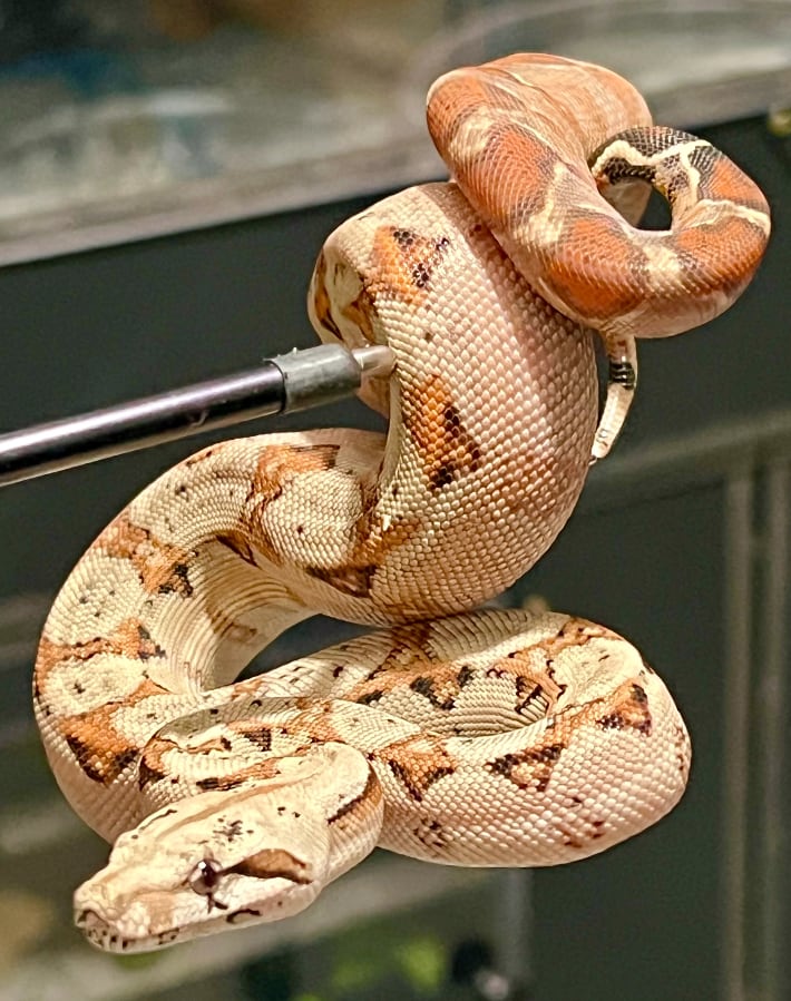 Una serpiente 'boa constrictors'.