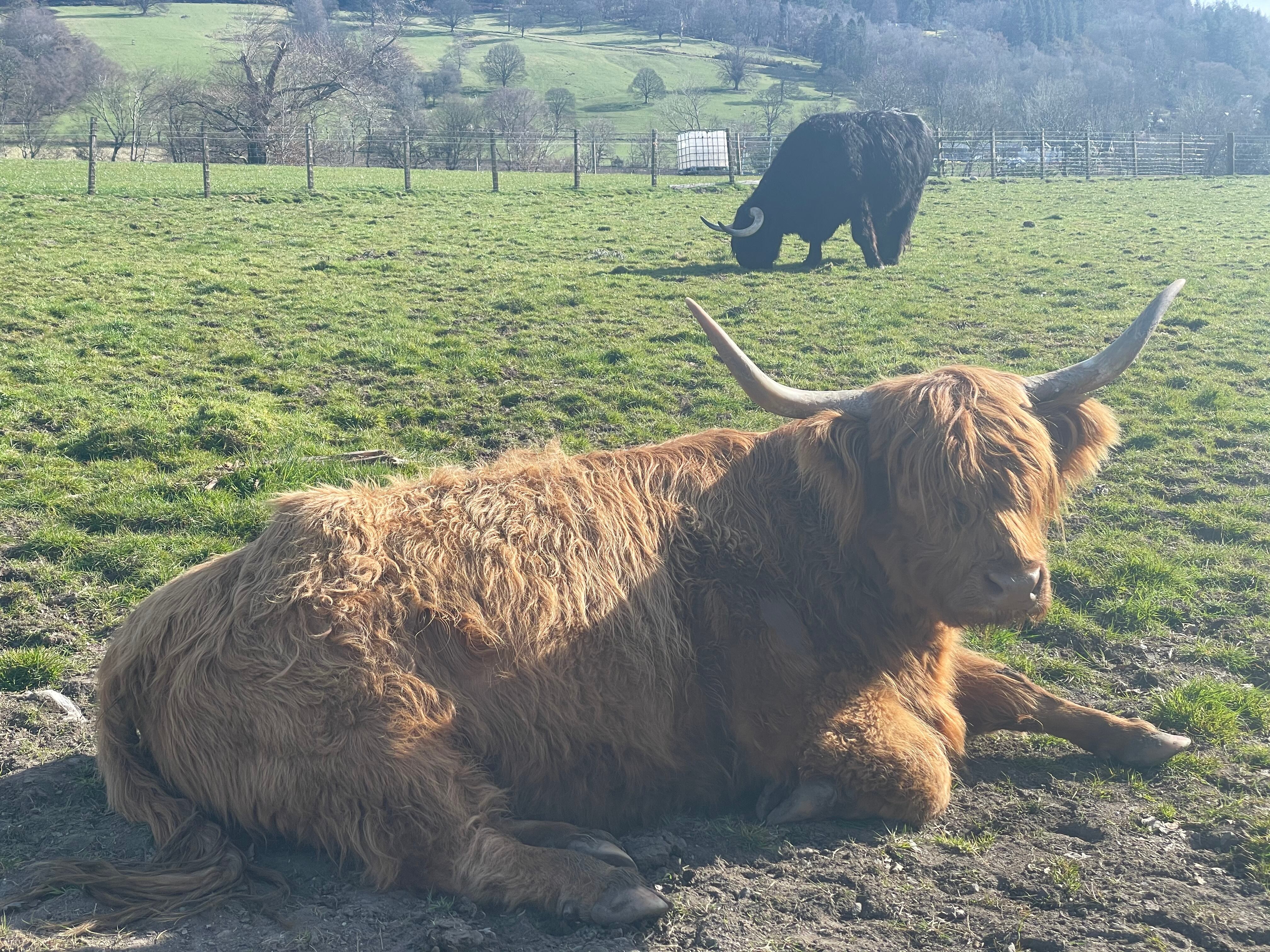 Las vacas peludas son típicas en las tierras altas de Escocia, Reino Unido.