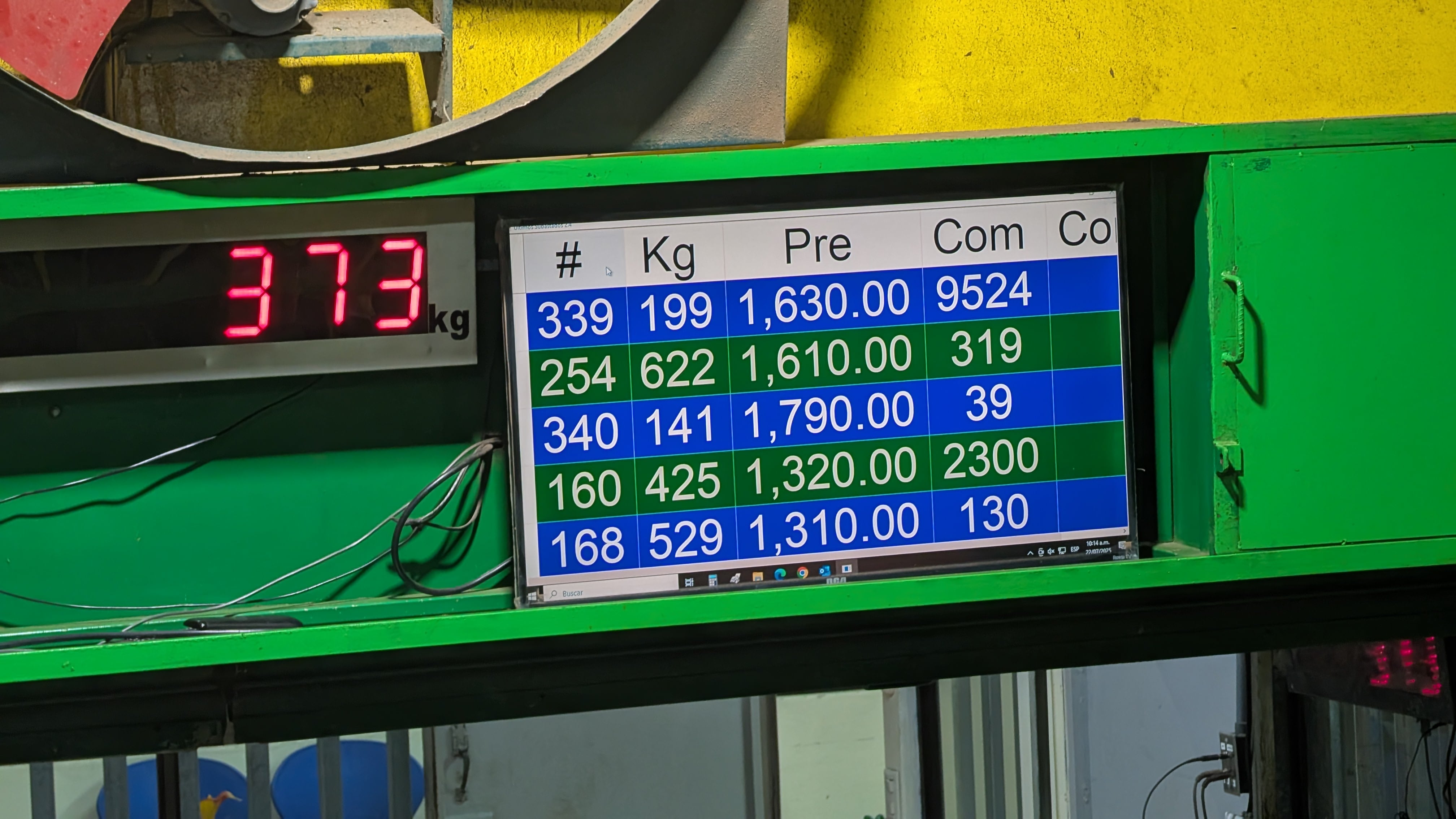 Un martes lluvioso, el fuerte olor a cuero y ganado se sobrepone al leve aroma a desayuno tradicional. Camiones abarrotados hacen fila para descargar cientos de reses que apuñadas, mugen, patean y resoplan. Fornidos sujetos se saludan efusivamente, casi todos con botas vaqueras, sombrero, jeans, cuchilla en el cinturón y camisas de cuadros. La cuenta regresiva está en marcha, con disciplina militar, a las 8 a. m. en punto todos se sientan en las butacas y se enciende un micrófono: “Bienvenidos a la subasta ganadera sancarleña. ¡Comenzamos!”.