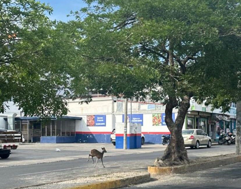 Imagen de la hembra de venado cola blanca mientras deambulaba este miércoles en el centro de Liberia. Fotografía: Sinac.