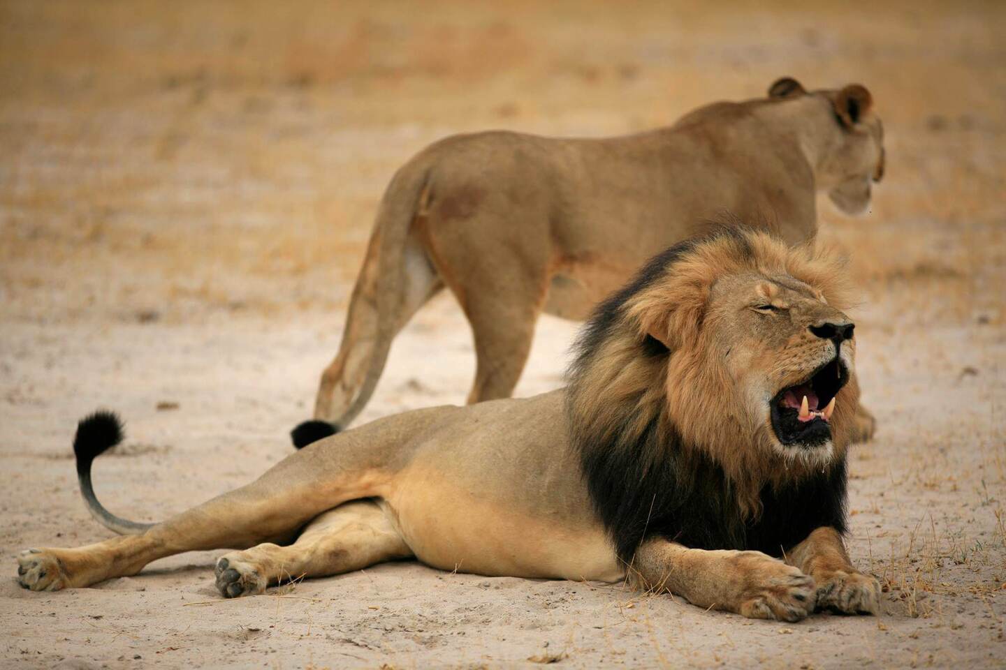 Cecil, el león más famoso de Zimbabue, cuya muerte ha suscitado una gran polémica entre los conservacionistas locales porque consideran que la cacería se organizó de forma ilegal.