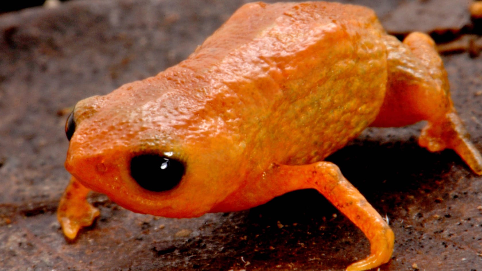 Investigadores brasileños descubrieron un nuevo sapo naranja de solo 11 mm y le pusieron un nombre inspirado en Lula.