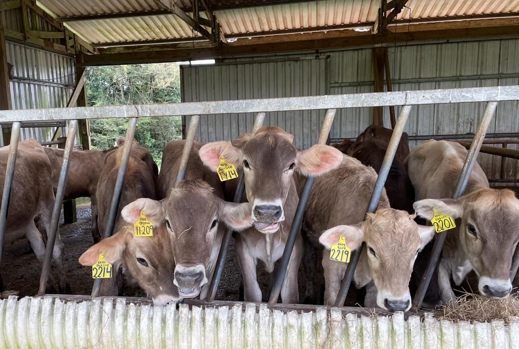 Uso de nuevas tecnologías en la ganadería costarricense