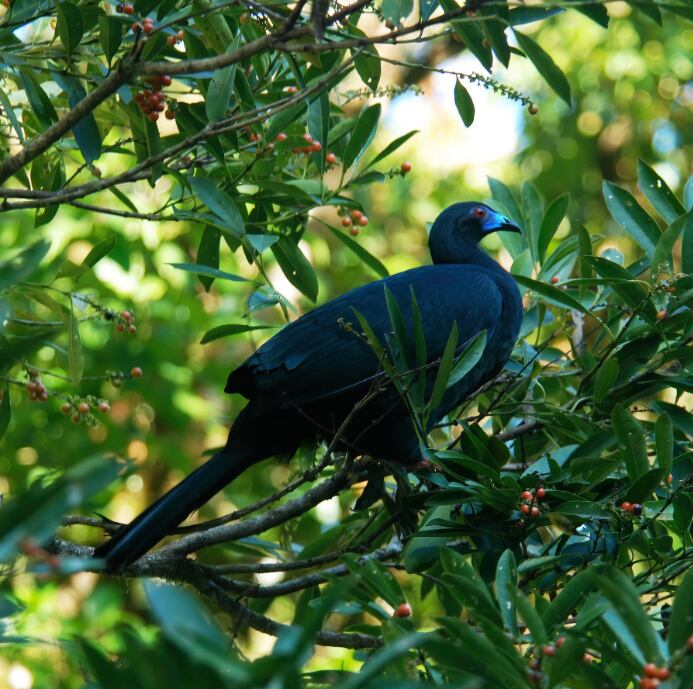 Pava negra
Fotografía: biblioteca Macaulay