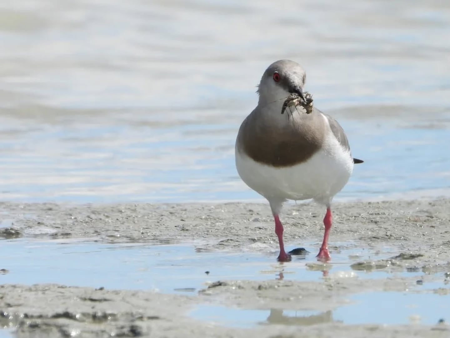 Quedan menos de 1.000: el acuerdo inédito que busca salvar a una de las aves más amenazadas del mundo