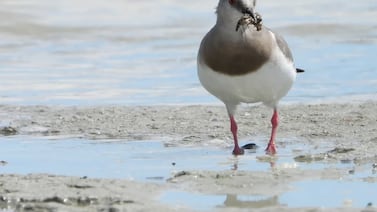 Hay menos de 1000: un inédito acuerdo permitirá proteger a una de las aves más amenazadas
