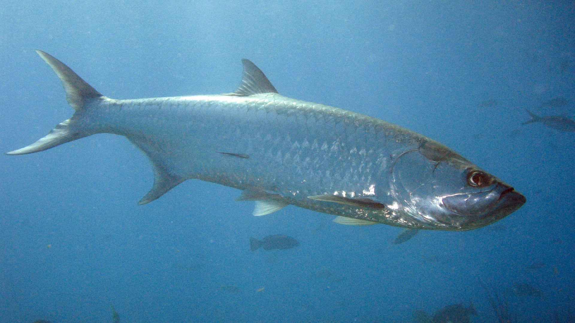 Cámaras captaron el ingreso nocturno de los sospechosos al acuario en Marathon y la manipulación ilegal del pez, protegido por normas estatales.