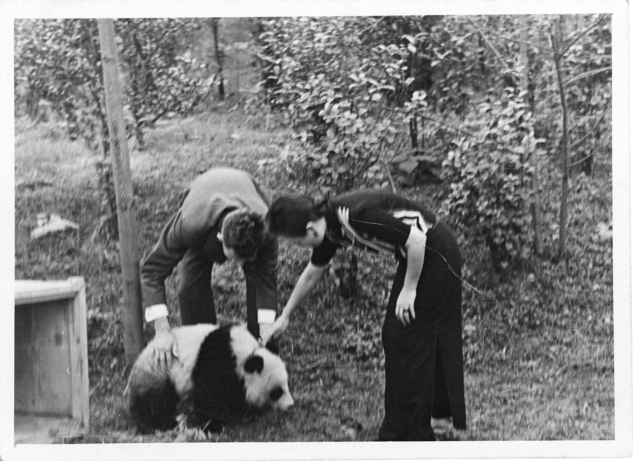 Soong Mei-ling, conocida como “Madam Chiang”, y John Tee-Van, del Bronx Zoo de Estados Unidos, junto a un cachorro de panda en el jardín de Madam Chiang, en Chongqing, el 9 de noviembre de 1941.