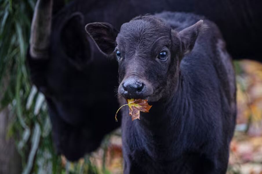 Kasimbar, la cría de anoa nacida en Reino Unido, pertenece a una especie en peligro crítico de extinción. Chester Zoo