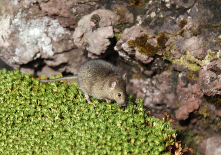 Los ratones de la isla Marión