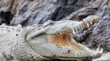 Una planta nuclear en Estados Unidos se transformó en inesperado santuario de cocodrilos