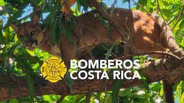Sorpresa en Puntarenas: encuentran un puma en el patio de una vivienda