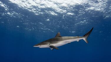 Costa Rica se abstiene de votar para proteger dos especies de tiburones