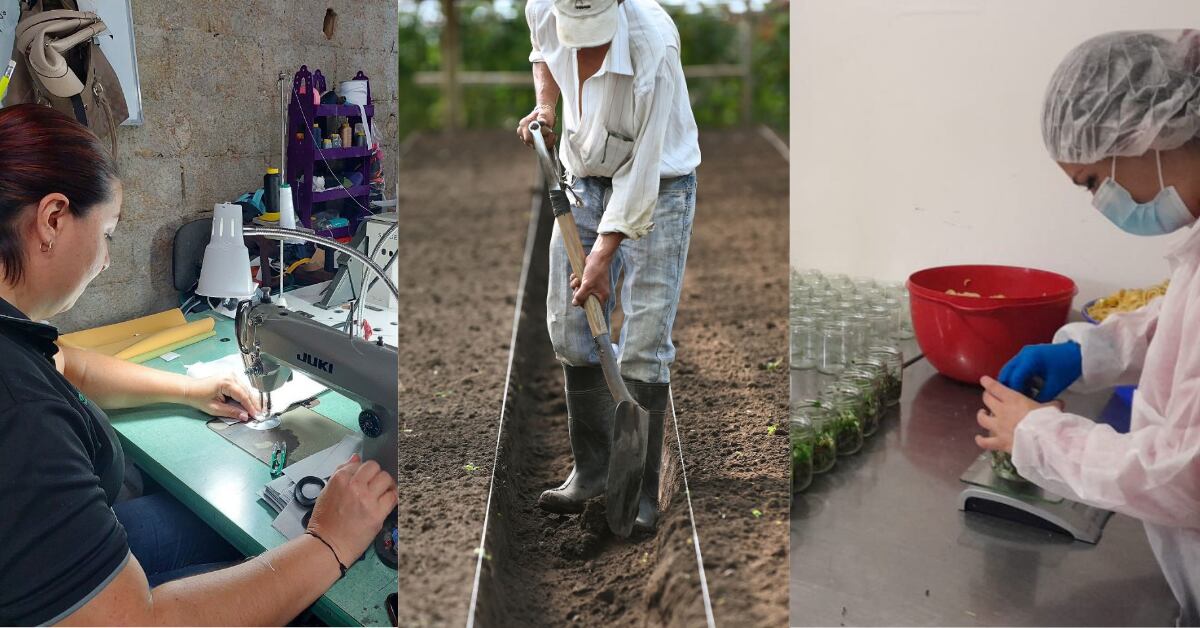 Imagen compuesta por tres escenas laborales en Costa Rica: una mujer trabajando en costura industrial, un agricultor cultivando la tierra y un operario empacando productos en un laboratorio, representando sectores atendidos por los programas de desarrollo productivo del MEIC, Procomer y Comex.