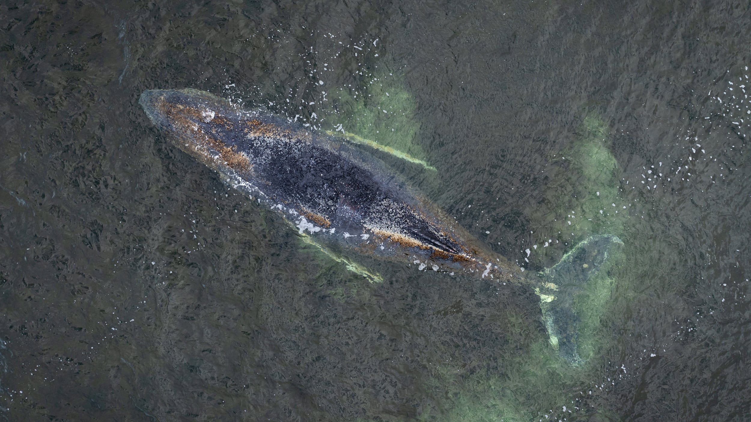 Ballena jorobada permanece varada por tercera vez en aguas poco profundas de la bahía de Wismar, en Alemania, mientras equipos evalúan cómo guiarla hacia mar abierto.