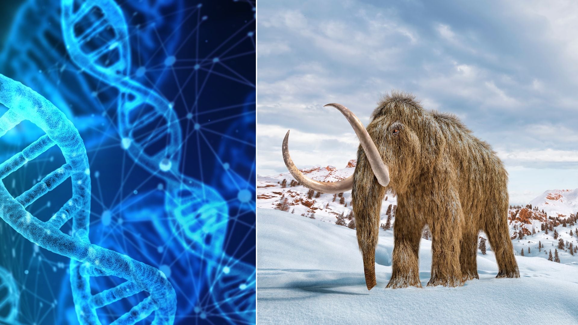 Logran reconstruir el genoma 3D de un mamut lanudo de 52.000 años, abriendo nuevas posibilidades en la investigación genética de fósiles antiguos.