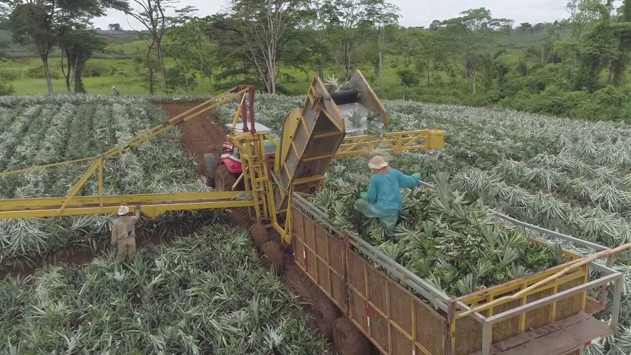 La máquina opera en la finca Valle del Tarso, escogida para el plan piloto por dedicarse a la producción orgánica de piña.