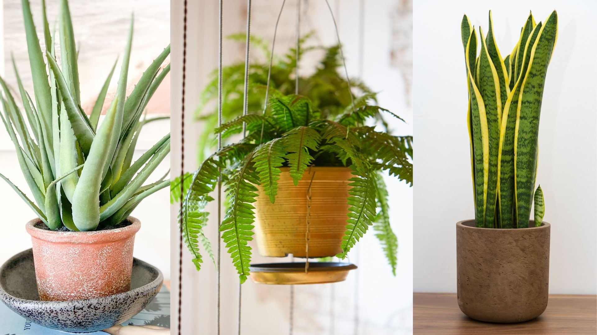 El aloe vera, los helechos y la Lengua de suegra son plantas excelentes por su belleza y para la purificación del aire.