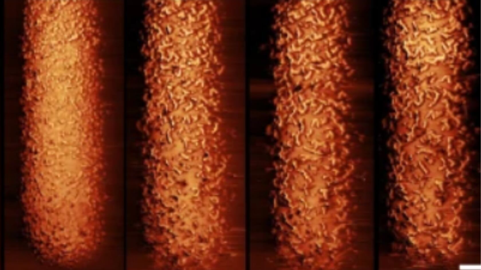 Estudio en Inglaterra evidenció el mecanismo de la polimixina contra bacterias y la clave de la resistencia en células inactivas.