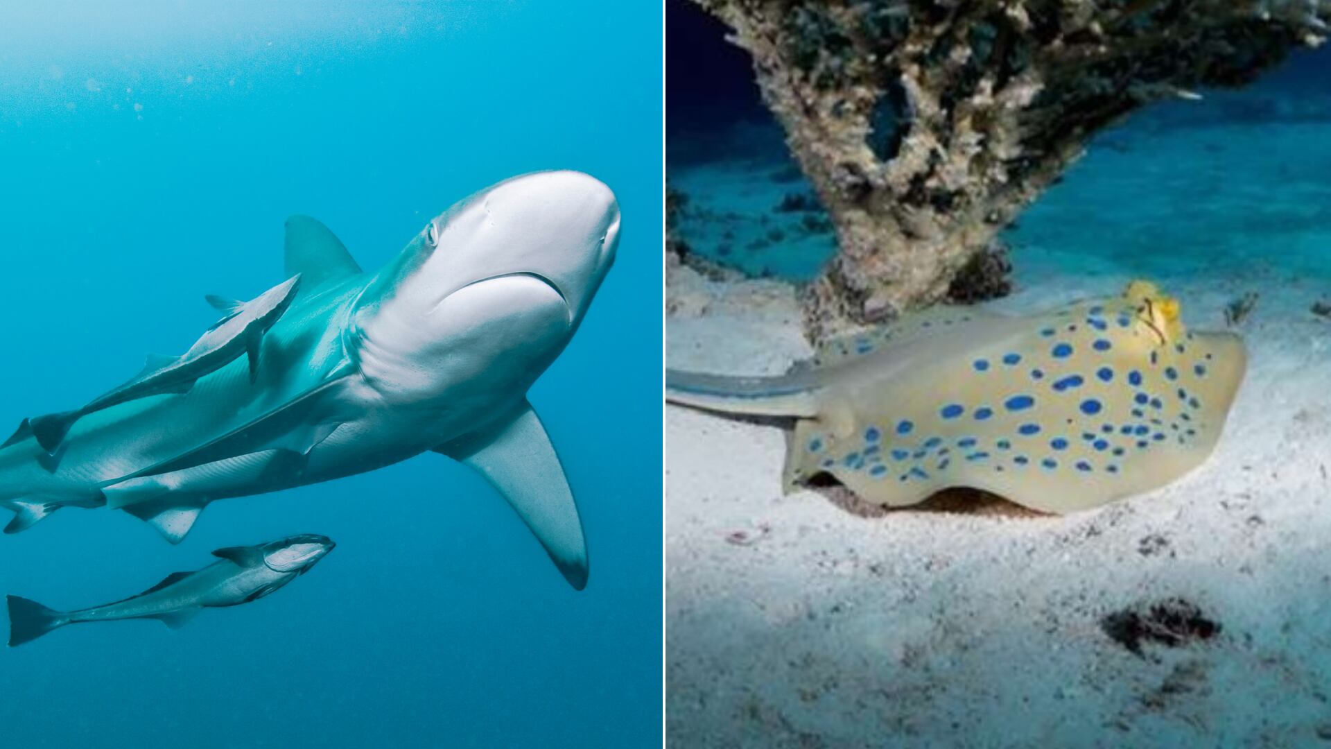 Descubren nanoestructuras que generan el color azul en rayas de arrecife y estudian aplicaciones en materiales de coloración sin químicos.