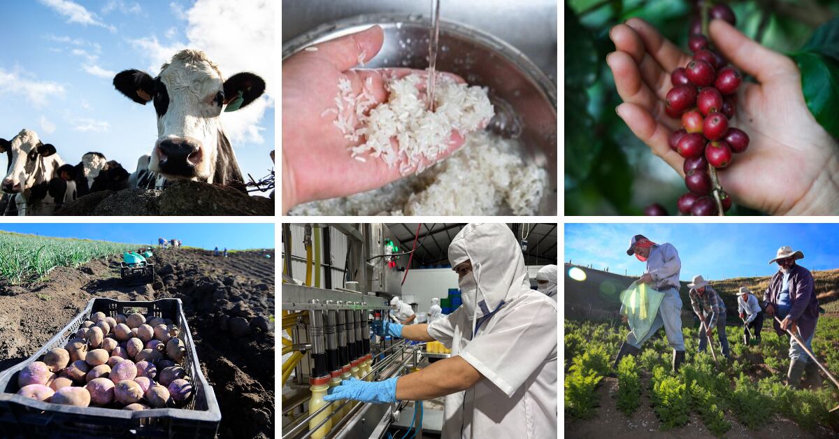 Imágenes representativas del sector agropecuario y alimentario costarricense, incluyendo ganadería, producción de arroz, café, papa, industria alimentaria y trabajo agrícola, en el contexto del rechazo al CPTPP por parte de los sectores productivos.