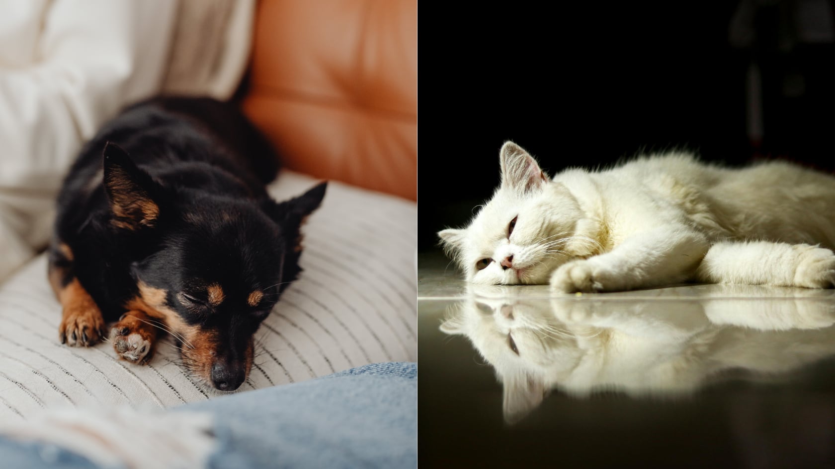 Carbón activado casero puede apoyar en intoxicaciones de mascotas. Veterinario insiste en acudir de inmediato a consulta profesional.