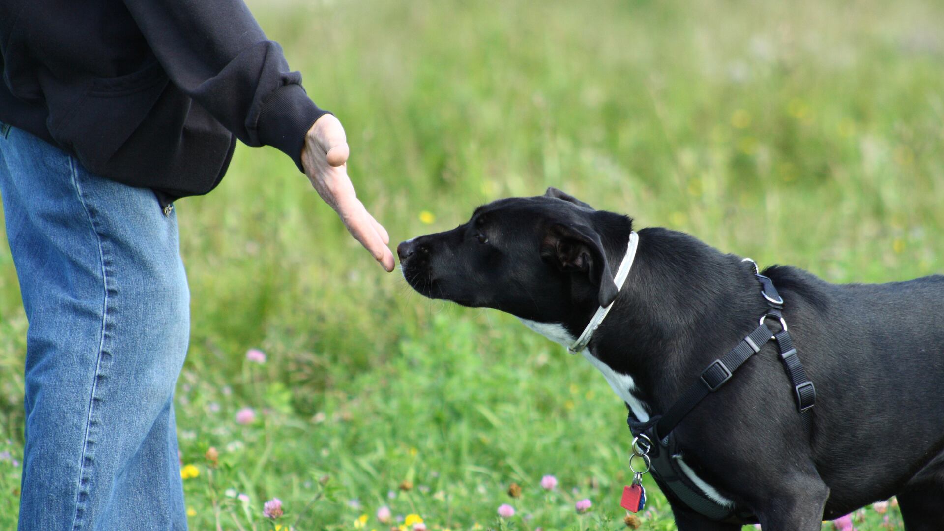 A los voluntarios se le pidió que actuaran de diversas maneras con los dueños de los animales y los que fueron maltratados recibieron un defensa por parte de sus mascotas.
